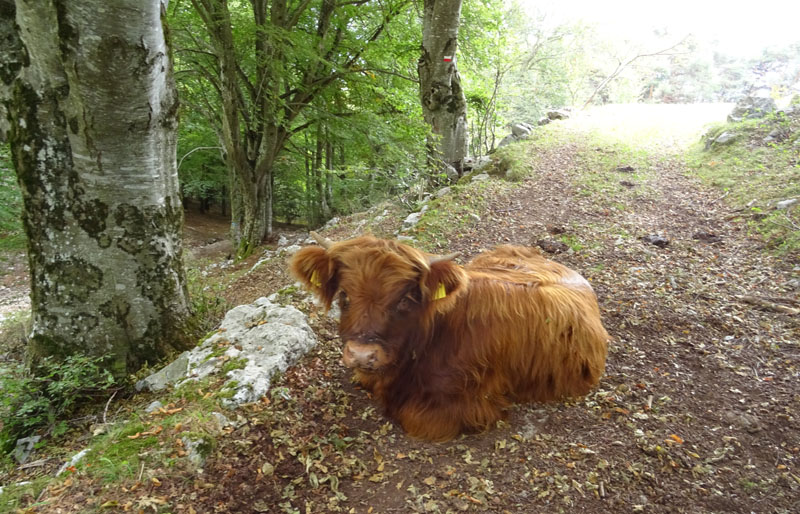 razza bovina: Highlander